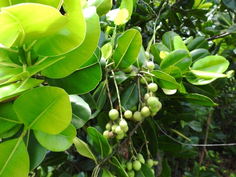 Noix vertes de tamanu